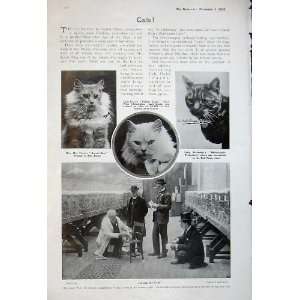  1905 Cats Lady Decies Fulmer Zaida Show Animals Pets