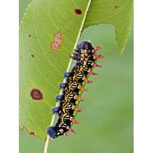  Saturnid Moth Caterpillar (Antherina Suraka) Feeding on a 
