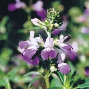  Chinese pagodas collinsia heterophylla 50,000+ seeds 