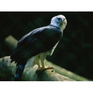  A Harpy Eagle Perches on a Branch at the Cincinnati Zoo 