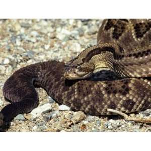 Venomous Tropical Rattlesnake (Crotalus Durissus), Mexico Photographic 