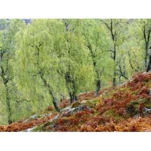  Native Birch Woodland in Autumn, Glenstrathfarrar Nnr 