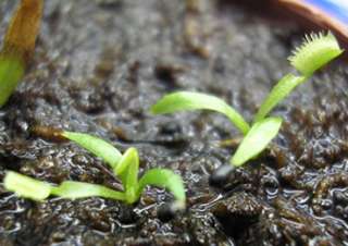 VFT Dionaea MUSCIPULA   Venus Fly Trap FRESH seeds   