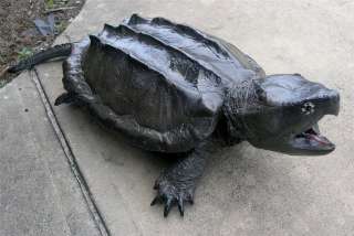 XXL 3/D Giant Fierce Alligator Snapping Turtle replica MOUNT   Super 