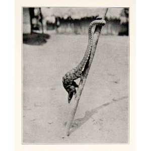  1930 Print Liberia Africa Animal Arboreal Pangolin 