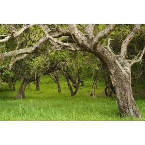  Arching Oaks in Carmel Valley by Douglas Steakley, 72x48 