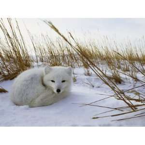 An Arctic Fox Curls up in the Snow for a Nap Animals Photographic 