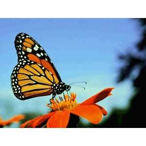  Live Monarch Butterflies (1 Dozen) (Standard Release Boxes 