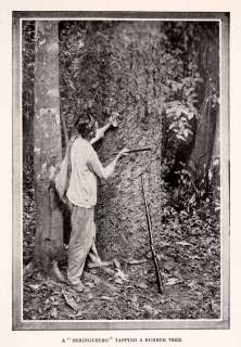    Seringueiro Rubber Tree Tap Gun Ethnic Plant Jungle  