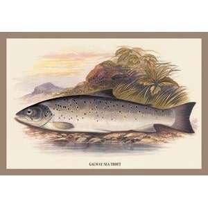  Paper poster printed on 12 x 18 stock. Galaway Sea Trout 