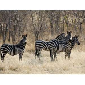  Crawshays Zebra, Small Group in Bush, Tanzania 