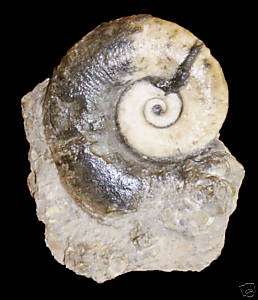 lytoceras verpillierense ammonite fossil very rare  