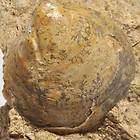 TR517 JURASSIC AMMONITE POLAND Macrocephalites  