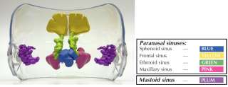 NEW Anatomical Clear Paranasal and Mastoid Sinus Model  