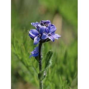  Alpine Veronica (Veronica Warmskjoldii), Banff National 