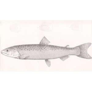  Salmon From 1860 Reports of Explorations and Surveys, to Ascertain 