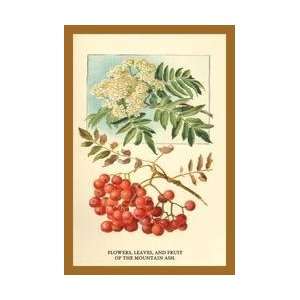   Leaves and Fruit Of The Mountian Ash 20x30 poster