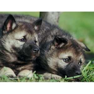  Norwegian Elkhound Puppies Lying in Grass Premium 