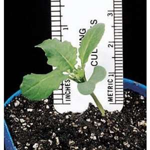  Wisconsin Fast Plants AstroPlants Seed, Pack of 50 