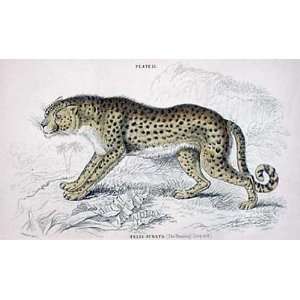  Jardines Hunting Leopard   1884 Hand Painted Antique 