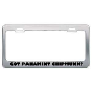 Got Panamint Chipmunk? Animals Pets Metal License Plate Frame Holder 