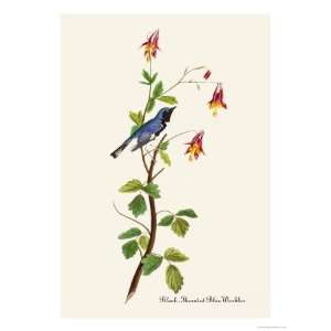   Throated Blue Warbler Giclee Poster Print by John James Audubon, 12x16