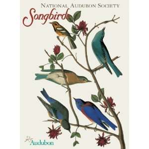  Pomegranate Audubon Songbirds Standard Boxed Note Card Set 