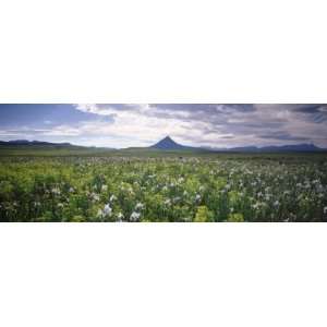  Meadow, Rocky Mountain Front, Montana, USA Premium 