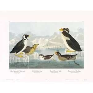  Nobbed Billed Auk    Print