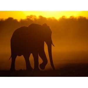 African Elephant at Sunset, Makalolo Plains, Hwange National Park 