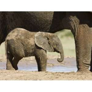 Baby African Elephant Standing by Its Mother, Addo Elephant National 