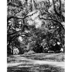  1938 photo Spanish moss on trees next to lane, building in 