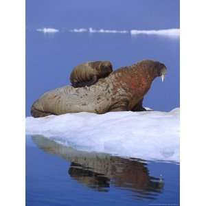 Young Atlantic Walrus Calf Seeks Refuge from Predators by Climbing 