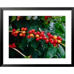  The Red Coffee Cherry, Arabica Typica, Honaunau, Hawaii 