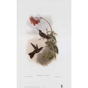  Coeligena Typica/Hummingbirds   Poster by John Gould 