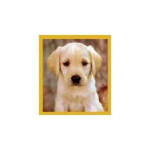  New Magnetic Bookmark Yellow Lab Puppy High Quality Modern 