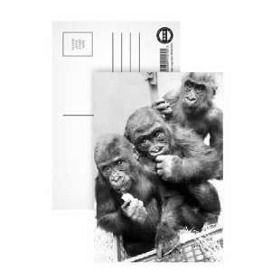  Three gorillas, Biddy, Eva and Diane at Twycross Zoo 