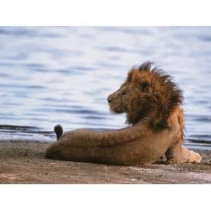  Portrait of Male African Lion, Tanzania Premium 