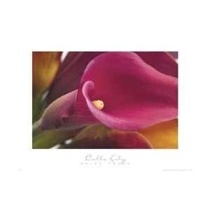 Calla Lily by Brian Twede. size 36 inches width by 27 inches height 