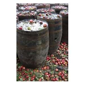  Scented Oil Apple Barrel Cider (1/2oz) 