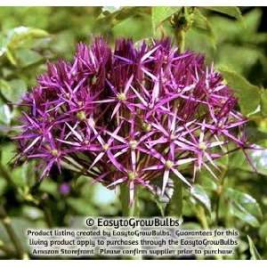  Allium Christophii (Star of Persia)   10 bulbs   12/14 cm 