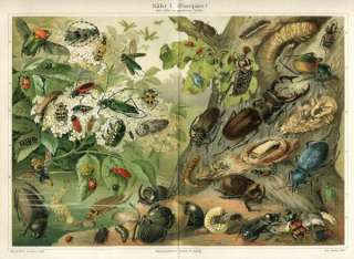 1894 BEETLES BUGS Antique Chromolithograph Print A.Morin  