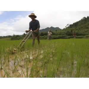 Peasants Working in Young Rice Paddies with Wooden Tools, Shan State 