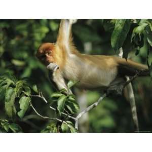 com A Juvenile Proboscis Monkey, Nasalis Larvatus, Munches on a Leaf 