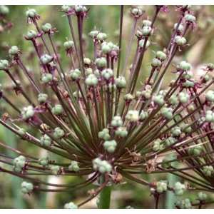  Allium schubertii   Tumbleweed Onion   50 per Box