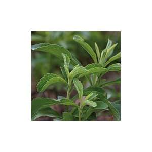  Stevia (100 Seeds) Patio, Lawn & Garden