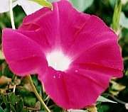 Morning Glory Vine Collection   8 Varieties (SAVE 38%)  