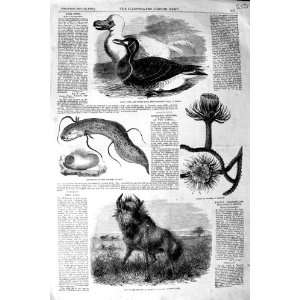   1856 RARE GOOSE WHITE DODO GNU EPIDSIREN CACTUS MOSCOW