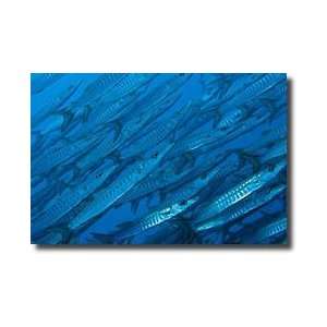  Schooling Barracuda Limited Edition Print