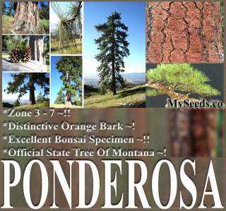   WESTERN YELLOW PINE Ponderosa Pine Pinus ponderosa Tree Seeds  